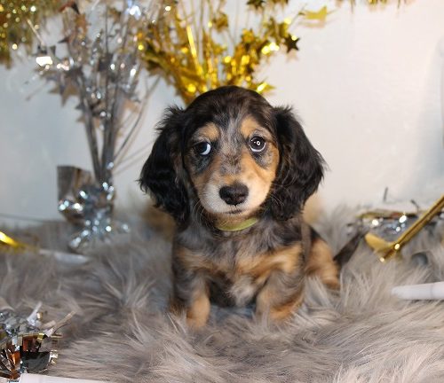 Longhair Female #2 SOLD