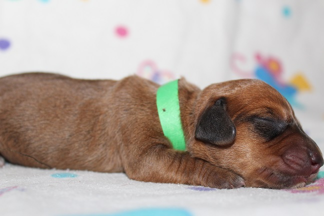 IMG_3414 ROSIE PUPPIES 4-15-2026 Male #2