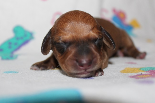 IMG_3418 ROSIE PUPPIES 4-15-2026 Male #2