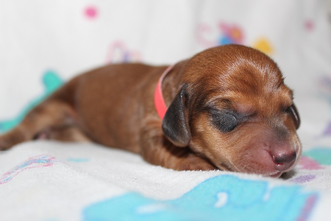 IMG_3429 ROSIE PUPPIES 4-15-2026 Male #4