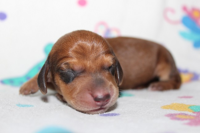 IMG_3432 ROSIE PUPPIES 4-15-2026 Male #4