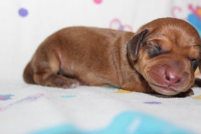 IMG_3434 ROSIE PUPPIES 4-15-2026 Male #5