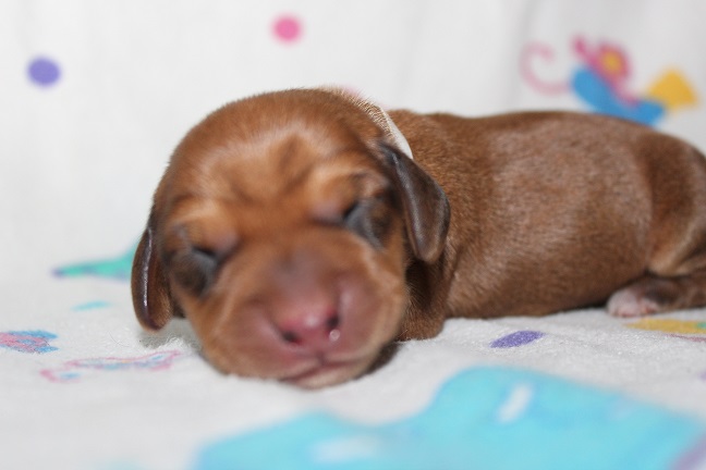 IMG_3437 ROSIE PUPPIES 4-15-2026 Male #5