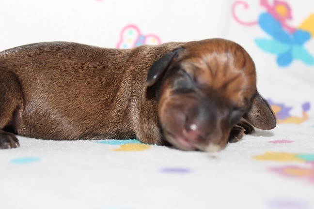 IMG_3452 ROSIE PUPPIES 4-15-2026 Female #2