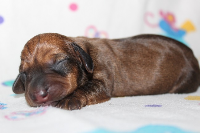 IMG_3456 ROSIE PUPPIES 4-15-2026 Female #2