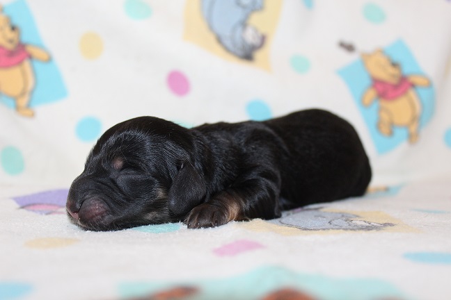 Male-SOLD