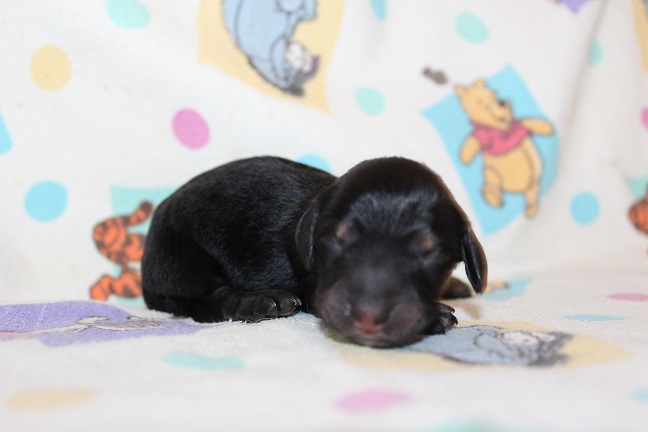 Male-SOLD