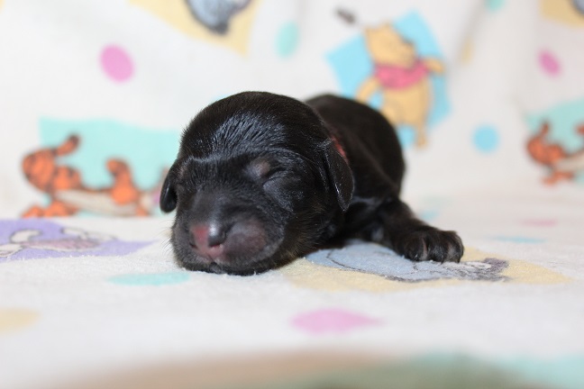 Female #1-SOLD