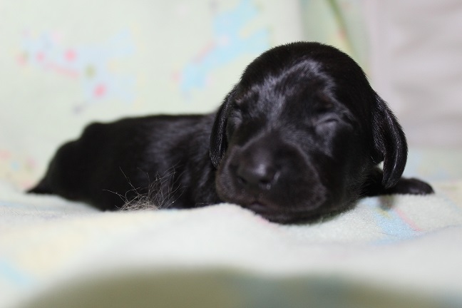 Wirehaired Male #1 available