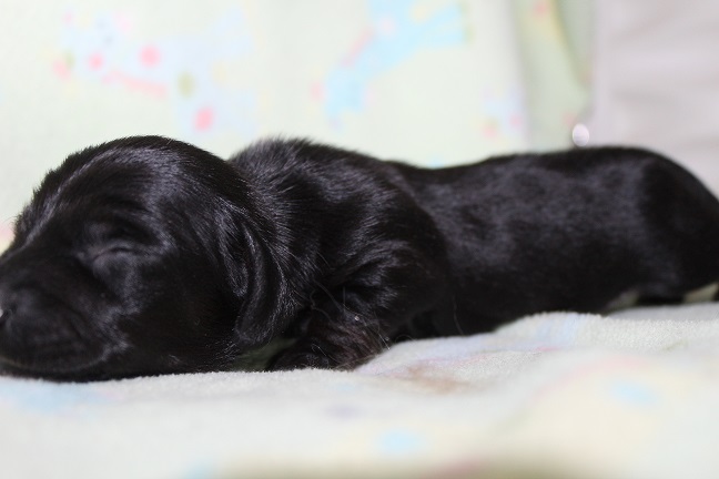 Wirehaired Male #1 available