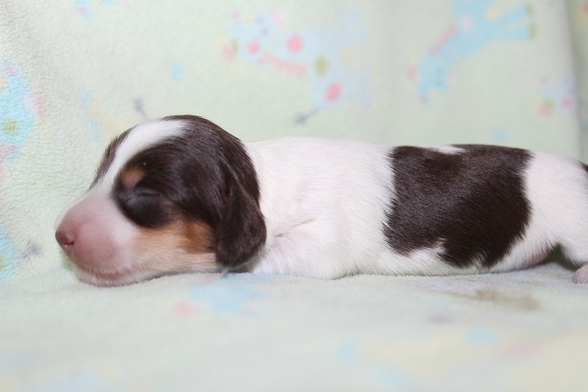 Longhair Female #1 SOLD
