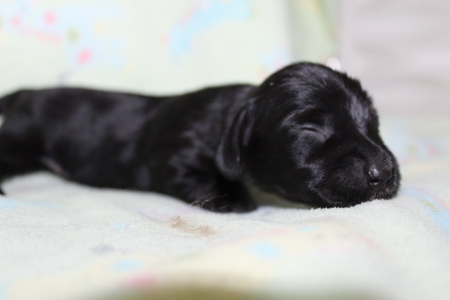 Wirehaired Female #2 SOLD