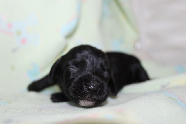 Wirehaired Female #2 SOLD