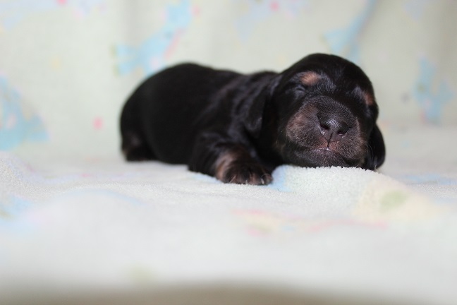 Male-SOLD