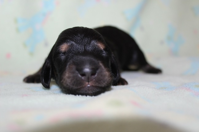 Male-SOLD