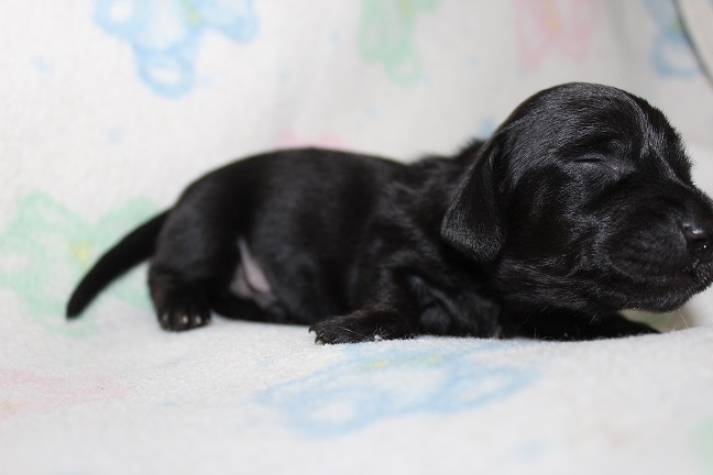Wirehaired Male #1 available