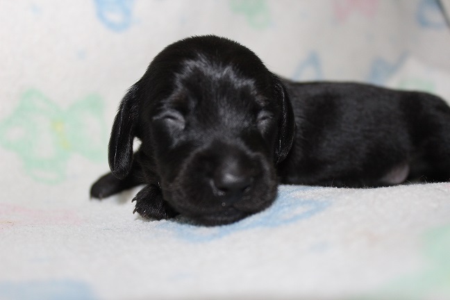Wirehaired Male #1 available