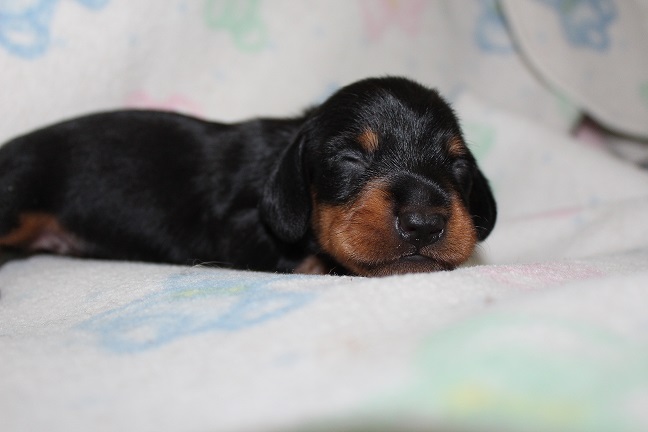 Wirehaired Male #2 pending deposit
