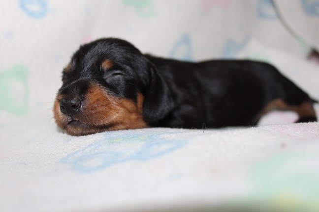 Wirehaired Male #2 pending deposit