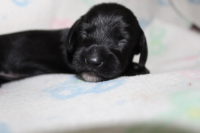 Wirehaired Female #2 SOLD