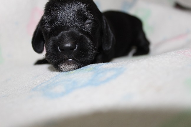 Wirehaired Female #2 SOLD