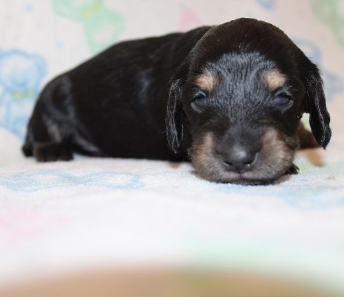 Male-SOLD