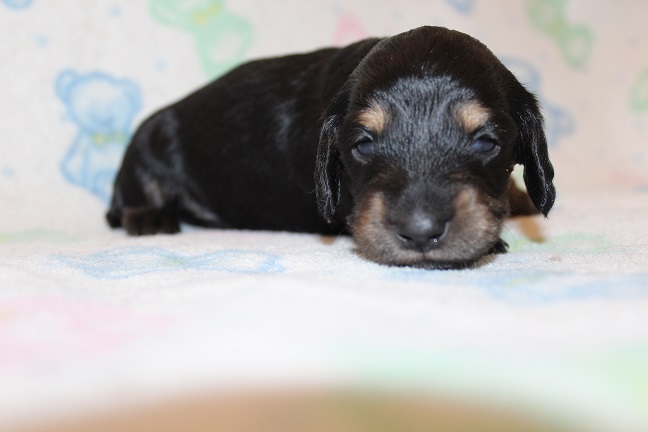 Male-SOLD