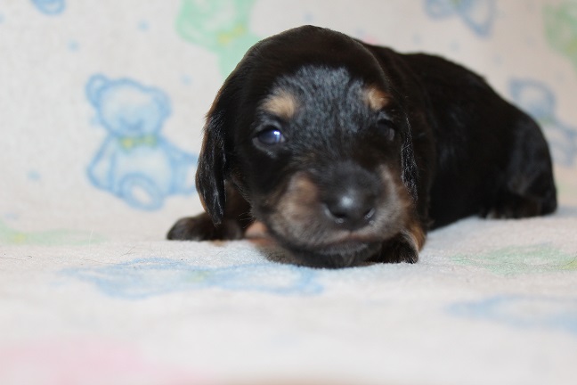 Male-SOLD