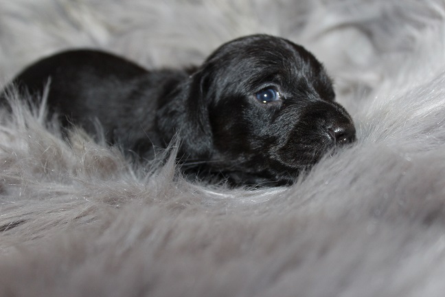 Wirehaired Male #1 available