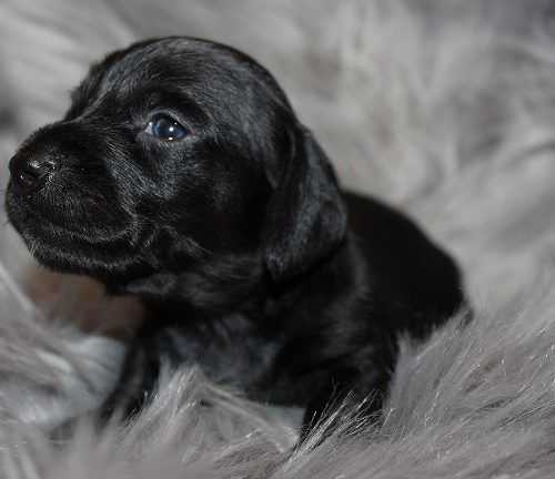 Wirehaired Male #1 available
