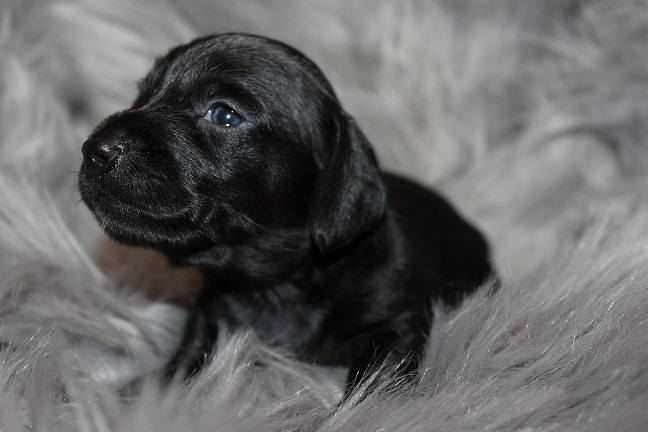 Wirehaired Male #1 available