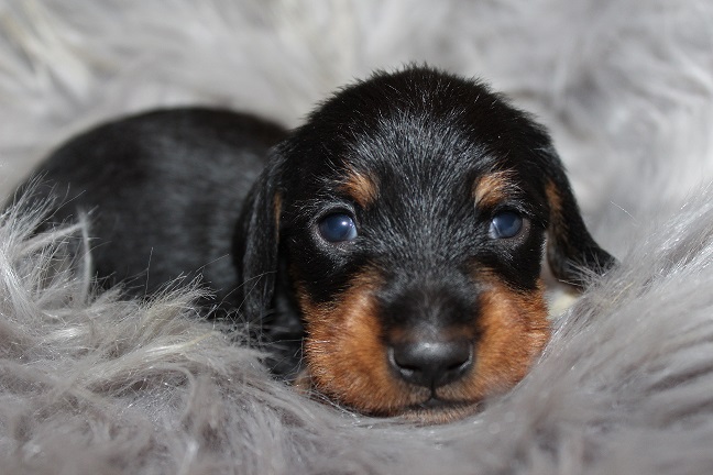 Wirehaired Male #2 pending deposit