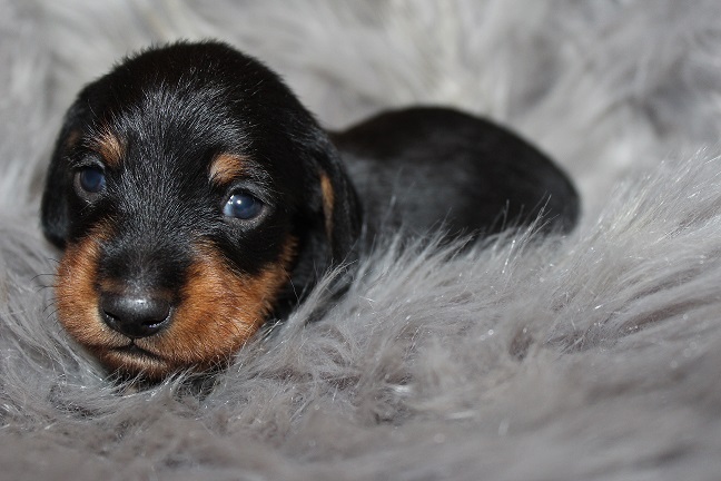 Wirehaired Male #2 pending deposit