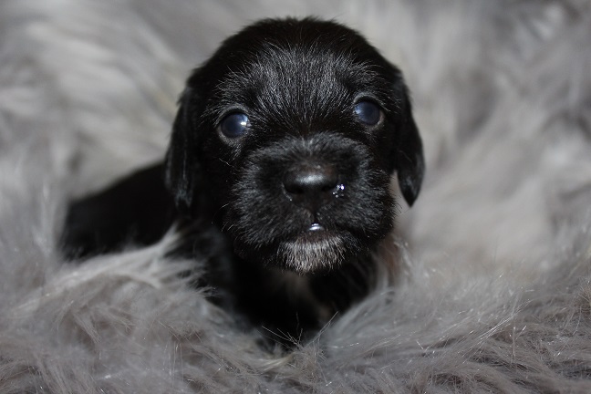 Wirehaired Female #2 SOLD