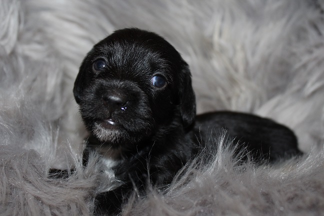 Wirehaired Female #2 SOLD