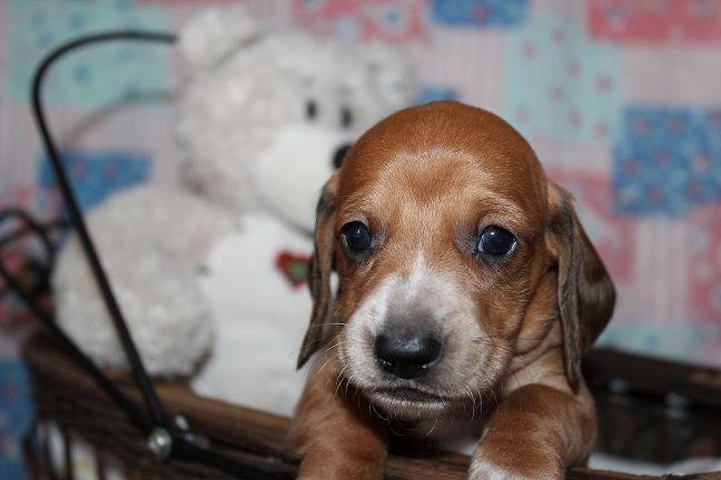IMG_4167 ROSIE PUPPIES 5-10-2026 Smooth Male #1- SOLD