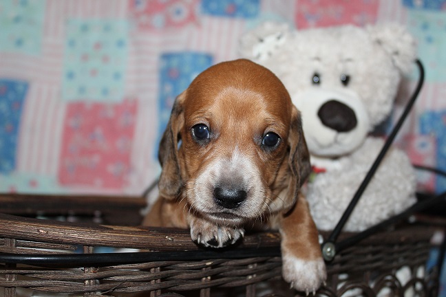 IMG_4170 ROSIE PUPPIES 5-10-2026 Smooth Male #1- SOLD