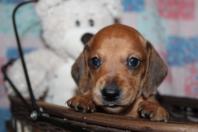 IMG_4198 ROSIE PUPPIES 5-10-2026 Smooth Male #4-AVAILABLE