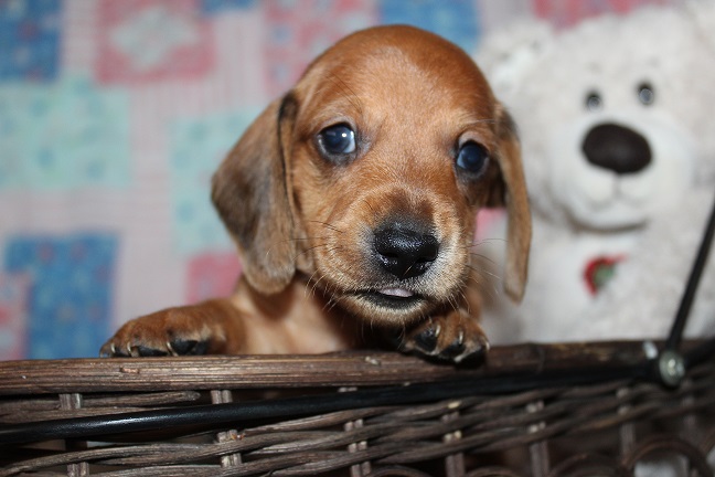 IMG_4202 ROSIE PUPPIES 5-10-2026 Smooth Male #4-AVAILABLE