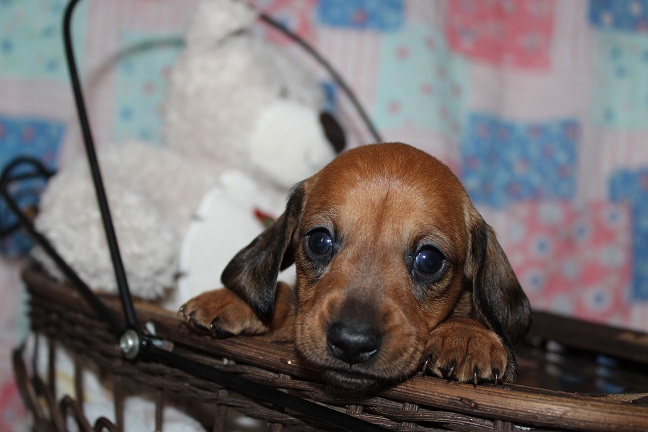 IMG_4225 ROSIE PUPPIES 5-10-2026 Smooth Female #2 – SOLD