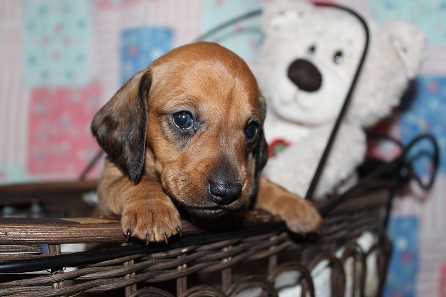 IMG_4227 ROSIE PUPPIES 5-10-2026 Smooth Female #2 – SOLD