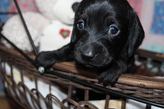 Wirehaired Male #1 SOLD