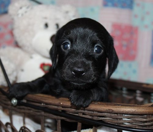 Wirehaired Male #1 available