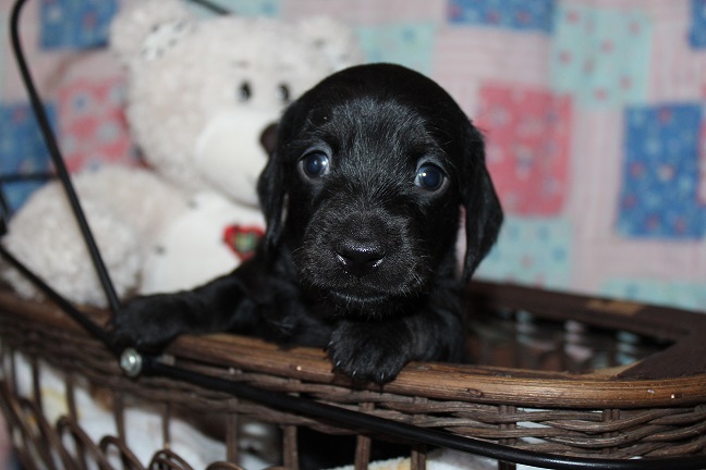 Wirehaired Male #1 SOLD