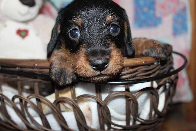 Wirehaired Male #2 SOLD