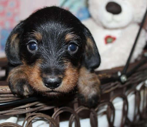 Wirehaired Male #2 SOLD