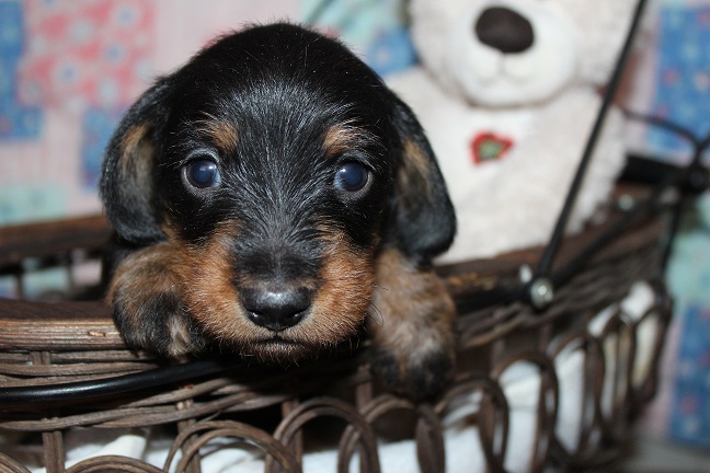 Wirehaired Male #2 SOLD