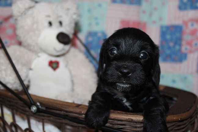 Wirehaired Female #2 SOLD