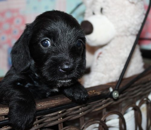 Wirehaired Female #2 SOLD
