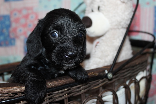 Wirehaired Female #2 SOLD